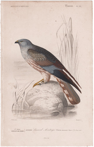 Ash-colored Falcon